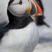 puffin_atlantic_msi_v_1207_can0827.jpg